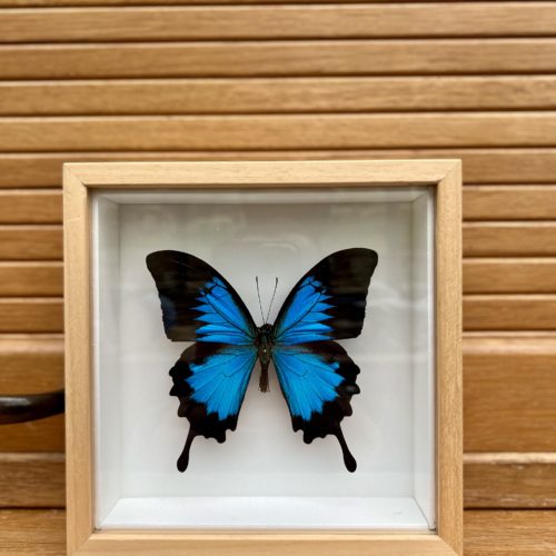 cadre-papillon-bleu